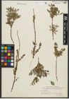 Foto von Salix repens L.